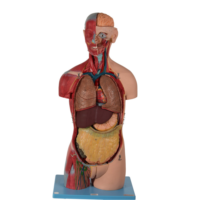 20 parts de modèle anatomique With Inner Organs de torse asexué