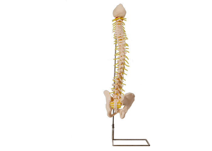 Modèle s'exerçant médical With Pelvic de colonne vertébrale d'anatomie de PVC