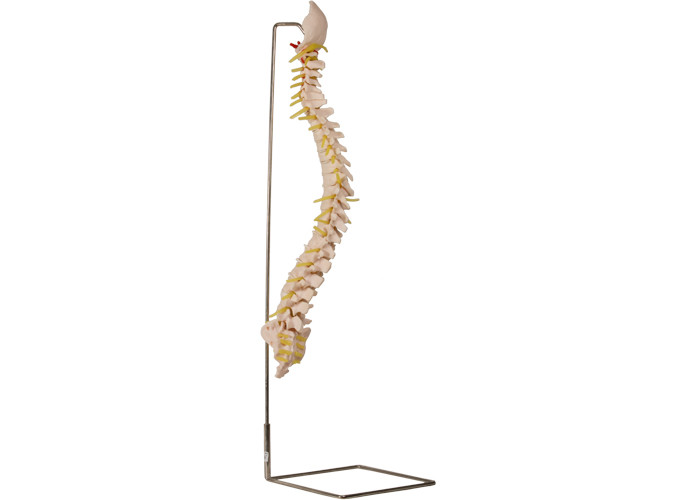 support squelettique vertébral de With Stainless Steel de modèle de 70cm