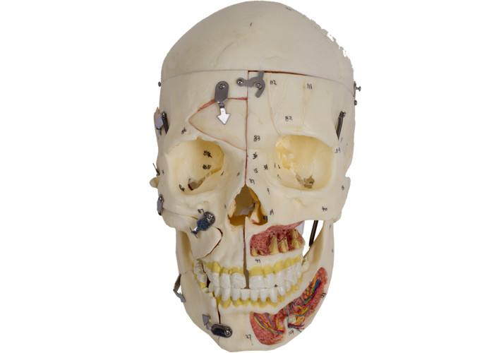 Modèle With Nervi Vascularis d'anatomie de crâne de couleur de la peau de PVC