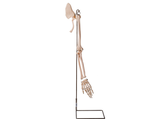 OIN humaine 45001 de modèle d'anatomie d'os de collier de pièces de bras de Realisctic