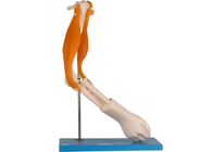 Modèle anatomique For School Training d'articulation du coude de muscles fonctionnels