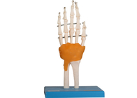 Pied humain d'Elbow Hip Knee de modèle d'anatomie de formation d'éducation commun avec le ligament