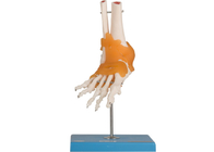 Pied humain d'Elbow Hip Knee de modèle d'anatomie de formation d'éducation commun avec le ligament
