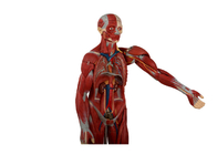 Éducation formant le dos nu humain de With Internal Organs de modèle d'anatomie de torse