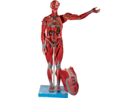 PVC humain masculin de modèle d'anatomie de muscle d'organe interne pour la formation de Faculté de Médecine
