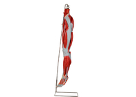 Nerfs de With Main Vessels de modèle d'anatomie de jambe de muscle de PVC pour la formation