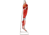 Nerfs de With Main Vessels de modèle d'anatomie de jambe de muscle de PVC pour la formation