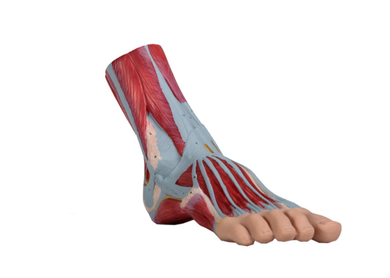 Le muscle humain de PVC de modèle d'anatomie de pied a peint la couleur pour la formation