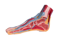 Modèle sagittal médian With Muscle Vessels d'anatomie de pied de PVC de section