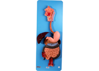 Modèle d'appareil digestif d'anatomie de PVC Baseboard With Oragns