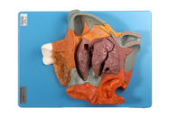 Modèle humain sagittal médian Nasal Cavity Section d'anatomie pour la formation magnifiée