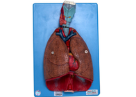 Modèle For Training de Lung Blood Vessels Human Anatomy de coeur de larynx
