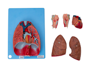 Modèle For Training de Lung Blood Vessels Human Anatomy de coeur de larynx