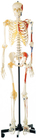 Squelette humain de promotion avec modèle d'anatomie humaine de muscles peints d'un côté