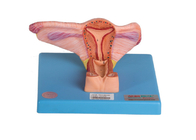 Modèle intérieur femelle Shows Coronal Section d'organe génital d'ovaire et d'uretère