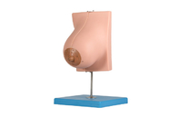 Modèle With de glande mammaire de lactation 2 parts pour la formation de Facultés de Médecine