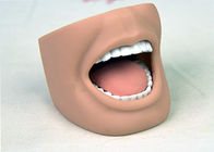 Modèle adulte de bouche de mannequin dentaire de soins avec pleine OIN 9001-2000 de dents