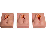 Simulateur suturant de naissance d'enfant de Vulva de PVC pour la formation d'école