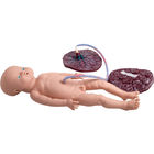 Modèles réalistes d'éducation d'accouchement de simulateur d'accouchement de la livraison médicale