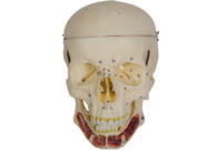 Modèle adulte de crâne avec le nerf et artère pour la formation de Faculté de Médecine