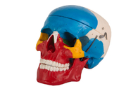 La couleur rouge bleue a peint le crâne anatomique en plastique pour la formation de Faculté de Médecine