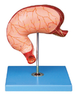 Montre le muscle longitudinal et circulaire du modèle d'estomac pour l'enseignement d'hôpitaux