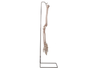 Modèle humain 3D d'os de bras d'anatomie d'OIN 9001 pour l'enseignement anatomique