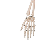 Modèle humain matériel 3D d'os de main de PVC pour la formation médicale