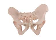 Matériel anatomique humain de PVC de With de modèle de bassin femelle d'OIN 14001