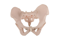 Matériel anatomique humain de PVC de With de modèle de bassin femelle d'OIN 14001