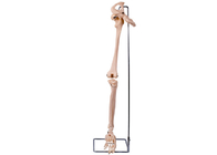 PVC 3D abaissent le modèle For Medical Training d'os de hanche de membre
