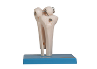 PVC humain de Skin Color de modèle d'anatomie d'os de joint d'OEM