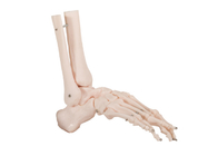 PVC humain de Skin Color de modèle d'anatomie d'os de joint d'OEM