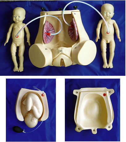 Simulateur d'accouchement naturel avec le placenta de foetus pour la démonstration de qualifications d'obstétrique