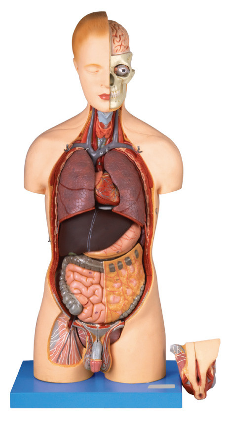 20 parts conjuguent modèle humain d'anatomie de torse de sexe grandeur nature avec le modèle d'organes d'innner