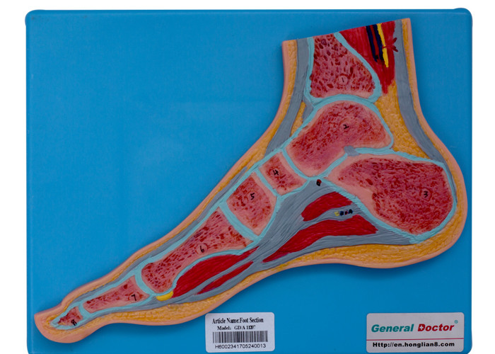 Formation humaine d'école de With Stand For de modèle d'anatomie de section de pied