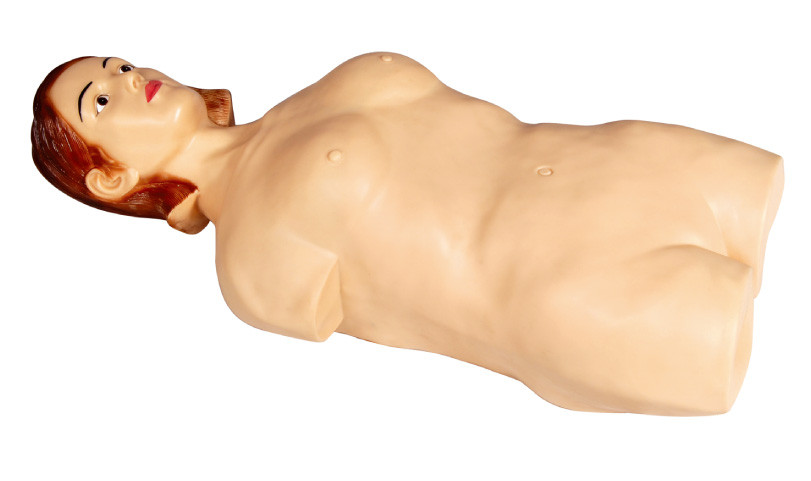 Moitié femelle - mannequin abdominal de simulateur de palpation de corps pour l'université, étude d'hôpital