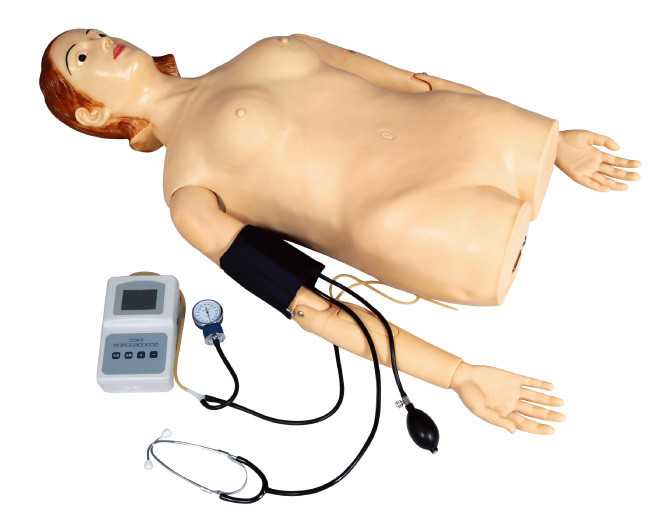 Moitié femelle - simulateur de palpation de corps avec la mesure de tension artérielle pour l'école, hôpital