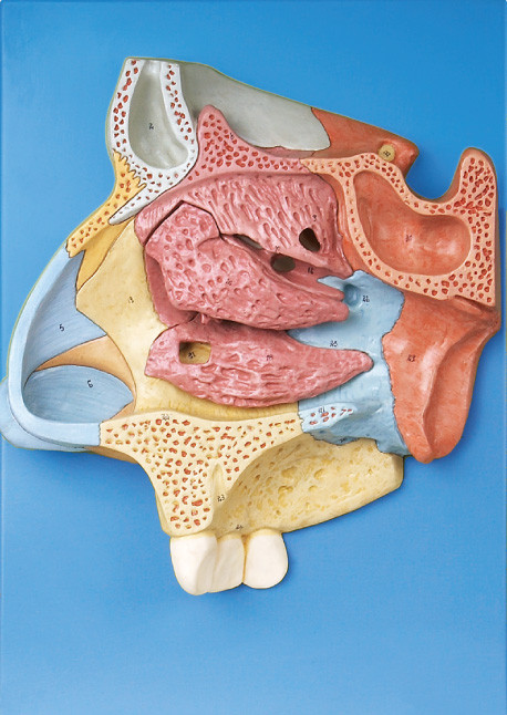 Le modèle humain d'anatomie de qualité approuvé par CE a magnifié la fosse nasale avec le stander