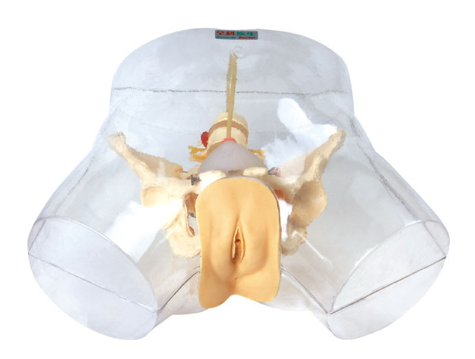 Mannequin transparent de soins, modèle médical de simulateur uréthral femelle de cathéterisation