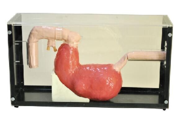Encaissez Gastroscope, outil clinique d'éducation de simulation d'ERCP avec la garantie de 1 an