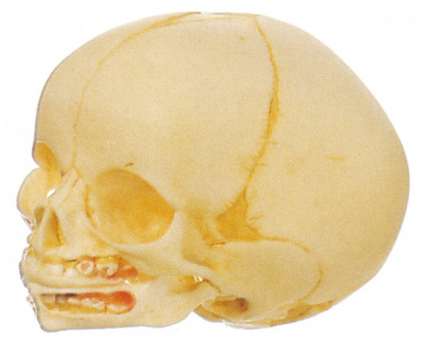 2 parts de crâne infantile de modèle humain d'anatomie ont importé la poupée de formation de PVC
