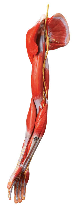 Les muscles de l'anatomie humaine de bras modèlent avec les navires et les nerfs principaux