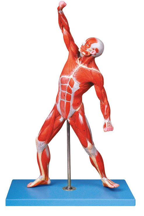 Les muscles des positions masculines du model 69 d'anatomie montrent le modèle traing