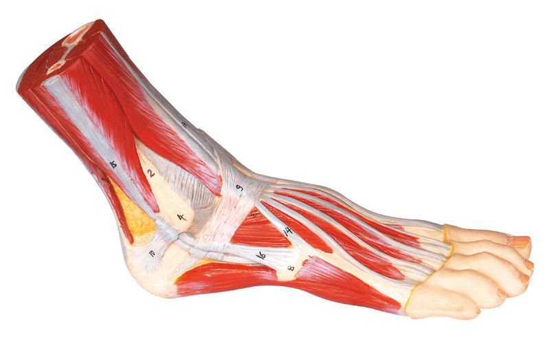 Couleur peinte à la main modèle humaine d'anatomie de pied pour la formation médicale