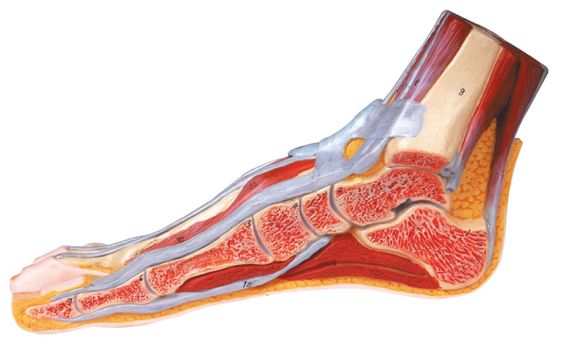 Section sagittale médiane de modèle humain d'anatomie de pied avec le nombre marqué