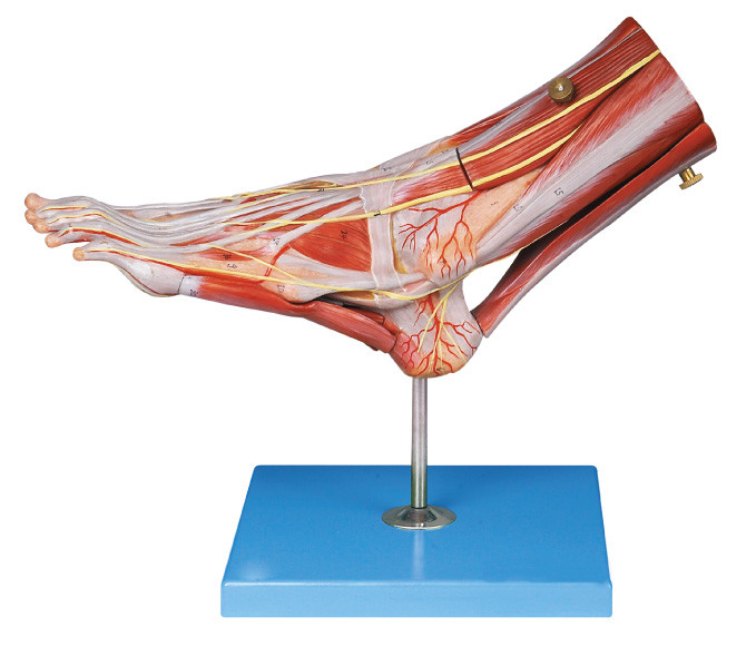 Les muscles de l'anatomie humaine de pied modèlent avec les navires principaux et les nerfs pour la structure d'anatomie démontrent