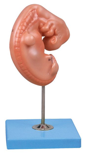 le modèle humain d'anatomie d'embryon âgé de 4 semaines a monté sur un support
