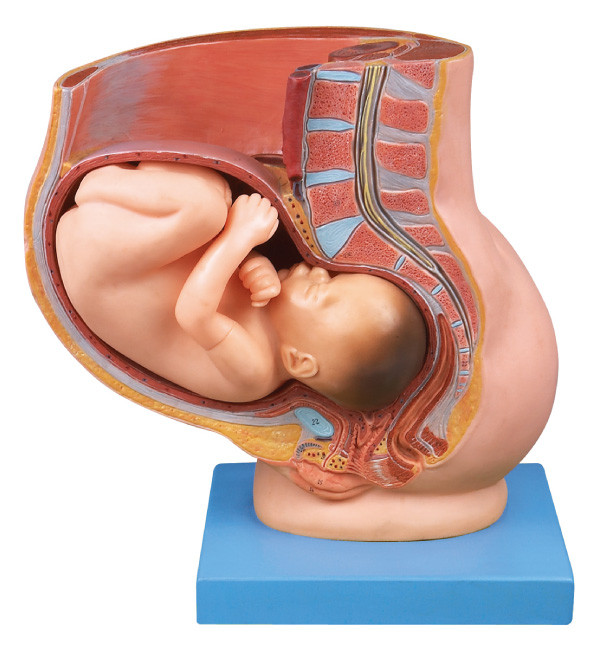 Bassin avec l'utérus dans le modèle humain d'anatomie de neuvième grossesse de mois pour l'éducation médicale